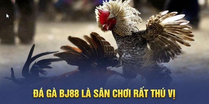 Đá gà BJ88 đa dạng sảnh cược thú vị, đặc sắc