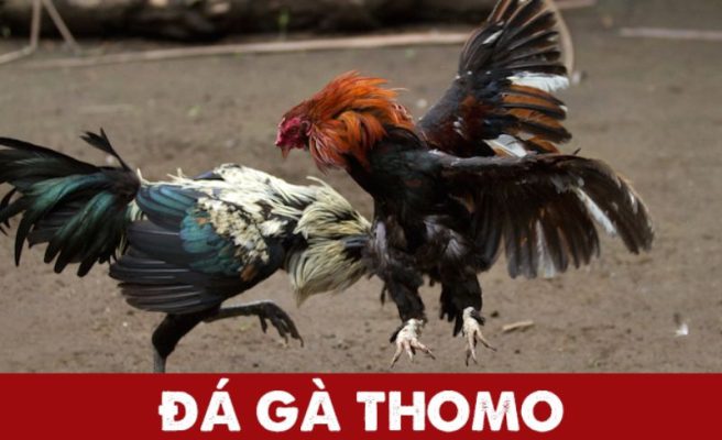 Đá gà thomo campuchia là gì