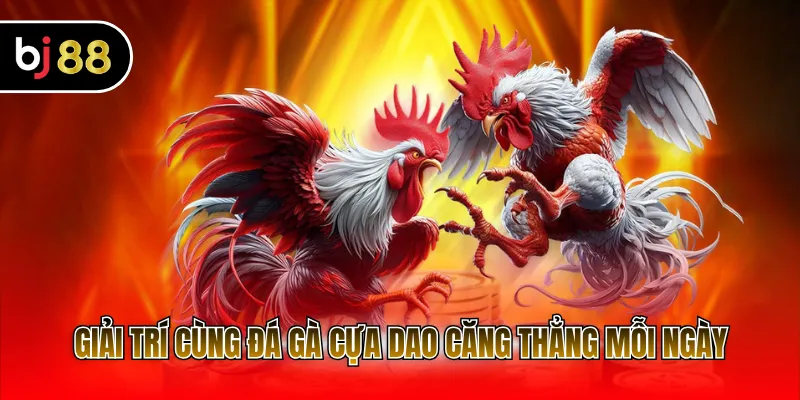Giải trí cùng đá gà cựa dao căng thẳng mỗi ngày